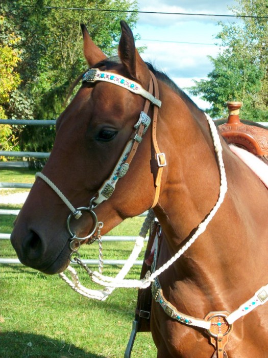 5 J Custom Tack | Horses & Heels