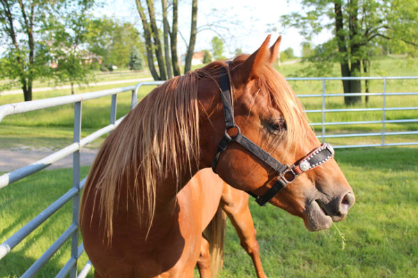 Shooter s Second Better Photo Shoot Horses Heels