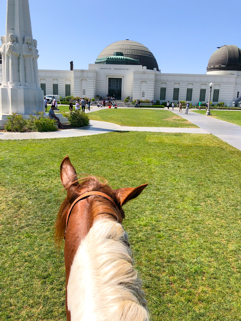 view between the ears at the Griffith Observatory