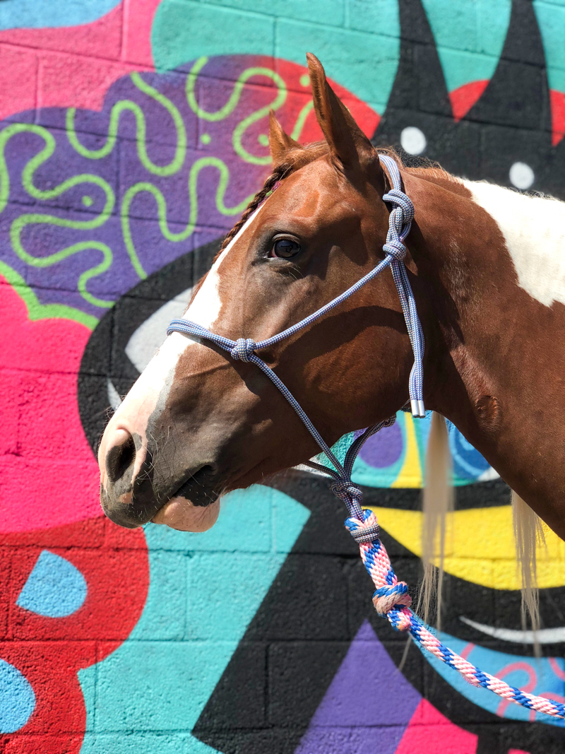 Colorful wall and Paint horse in Los Angeles