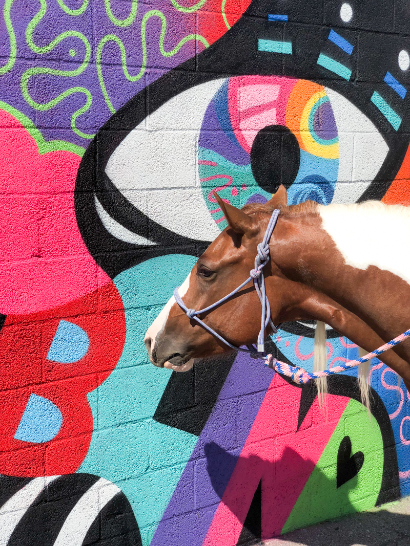 Paint horse meeting a painted wall