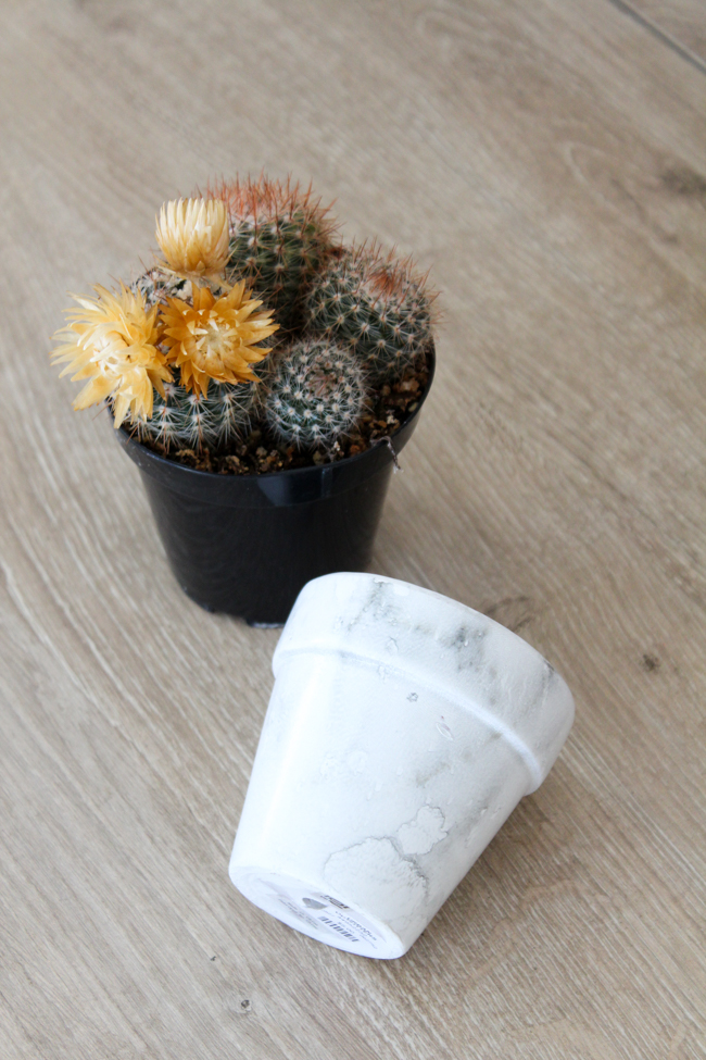 cactus and marble pot