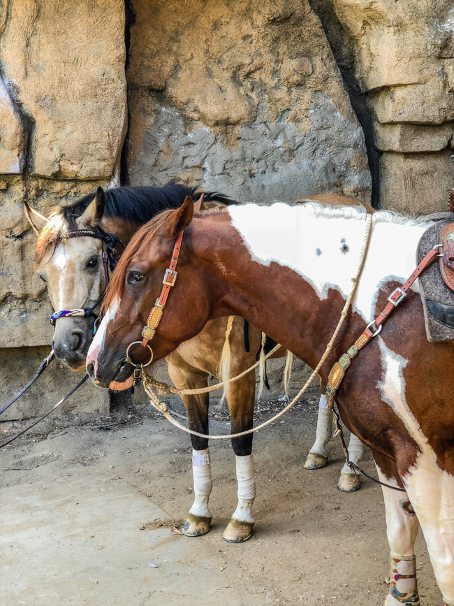 two ponies at the old zoo in Los Angeles