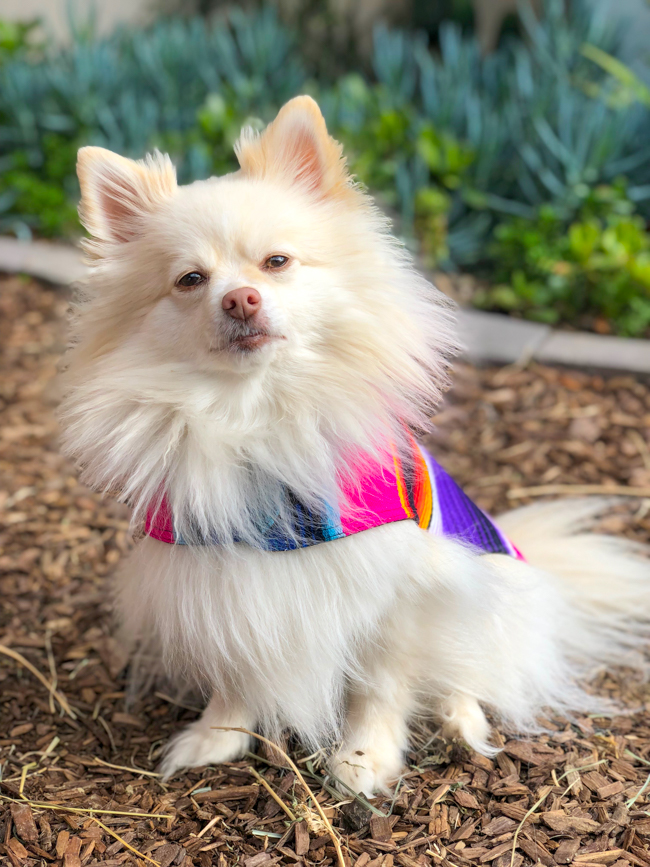 Luxating patella issues are common with Pomeranians - learn more on the blog