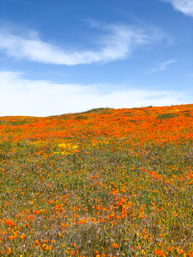 Flower fields in Southern California - Antelope Valley
