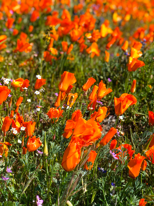 Poppies in California from the superbloom