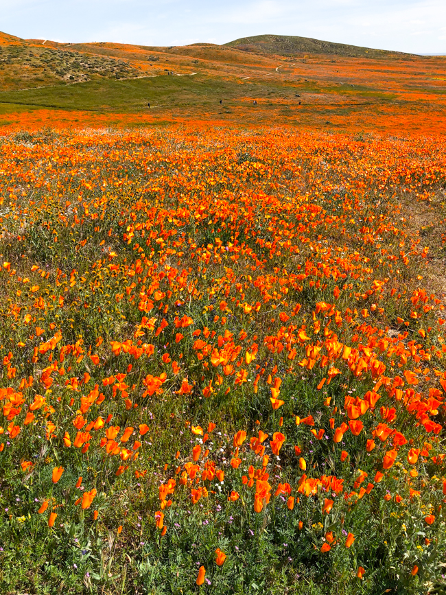 Poppy fields in Southern California