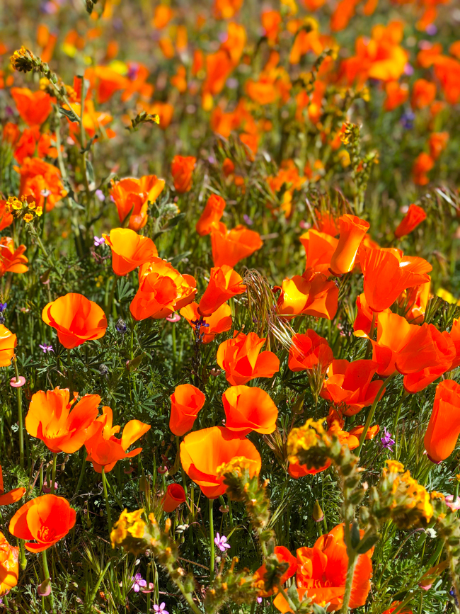 Poppy flowers in Southern California