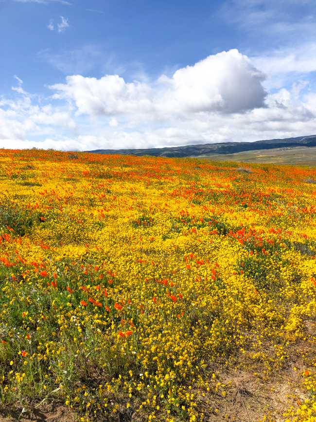 flower covered hills in California
