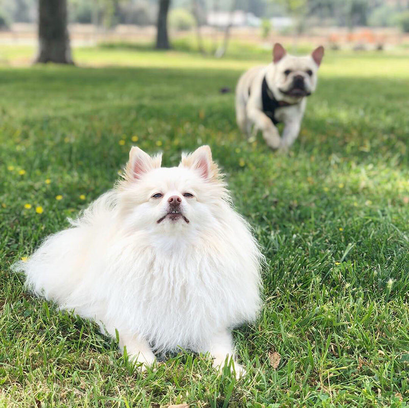 Mango in the park with her friend