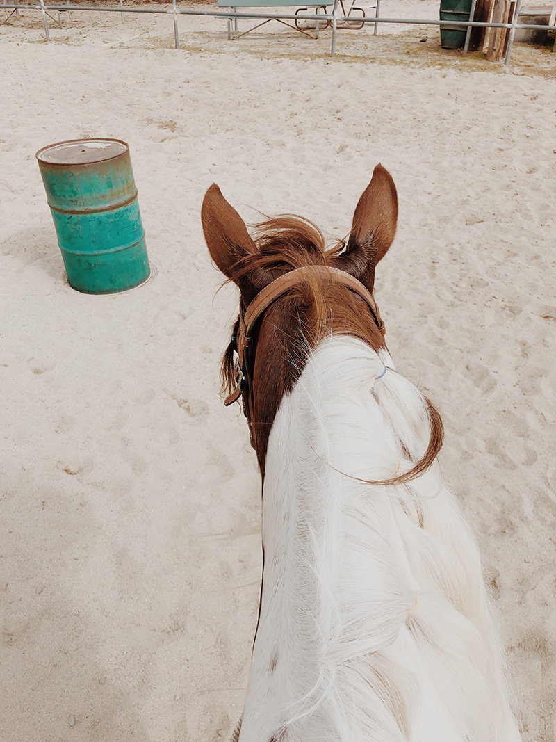20 reasons to keep an equestrian journal