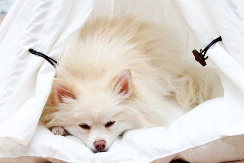 Mango the Pom taking a nap in her teepee