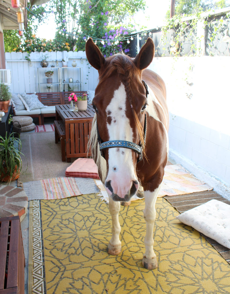 Fira on the patio - living with horses in the city