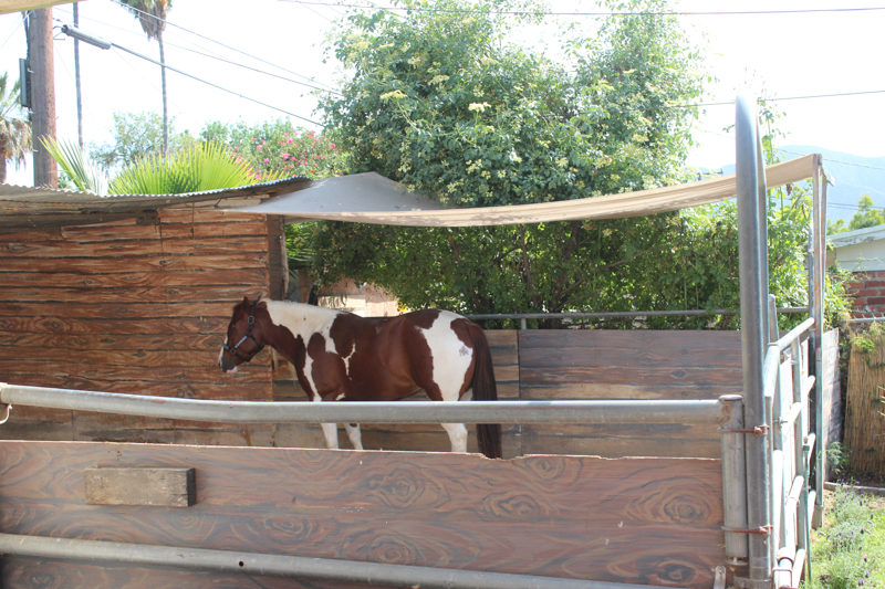 Horse stall in the backyard