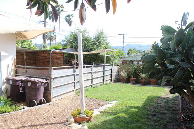 My backyard - living with horses in a small space