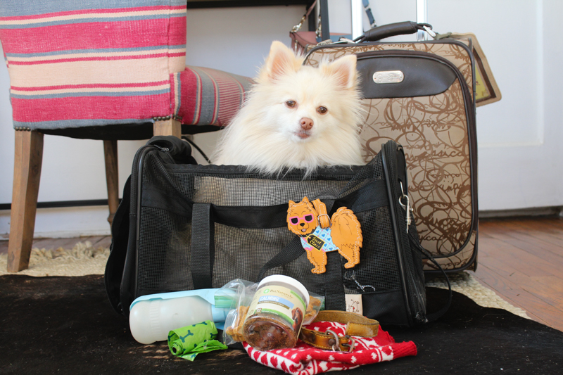 Traveling tips for taking your dog with you