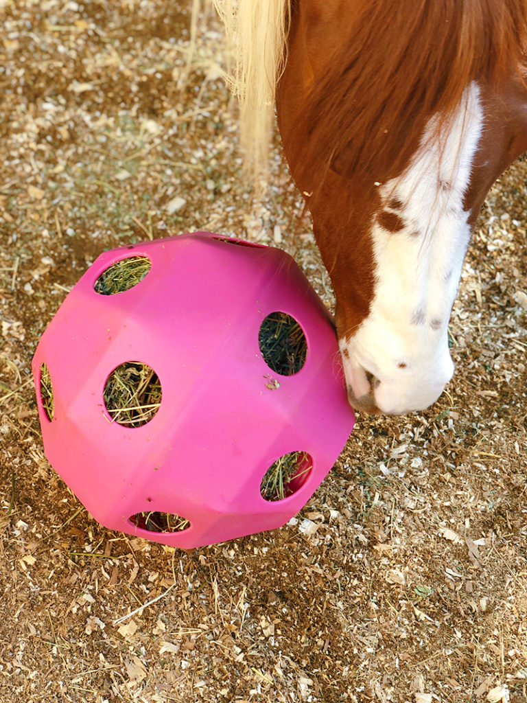 Slow Feeder Stall Ball Review - Horses & Heels