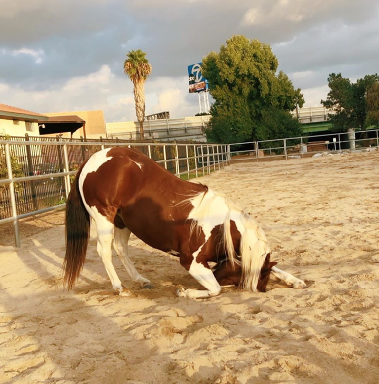 is-your-horse-ready-to-learn-tricks-horses-heels