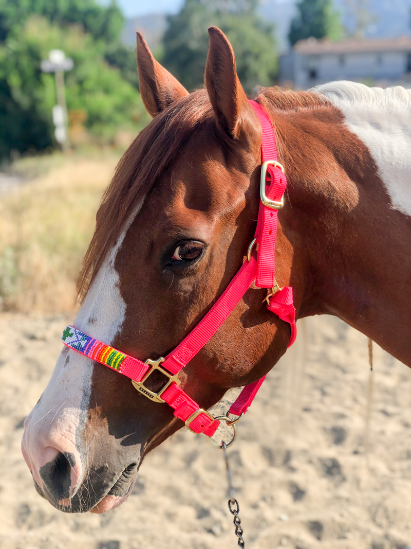 Pink halter with hand beaded noseband