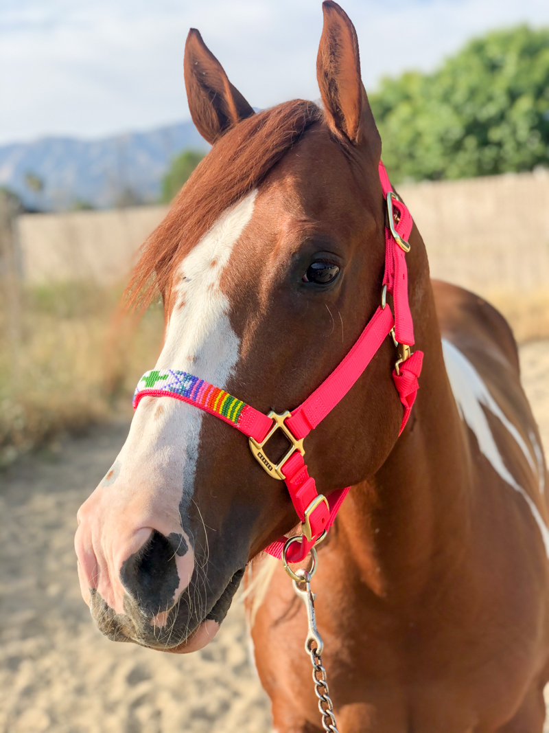 Pretty horse wearing a beaded halter