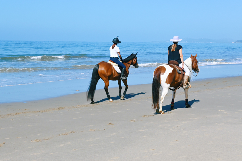 Horses walking on the beach