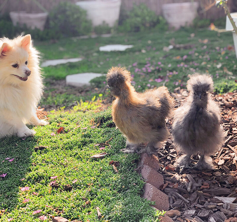 Mango and the silkie chickens