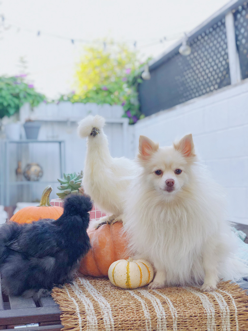 Mango and the silkie chicks