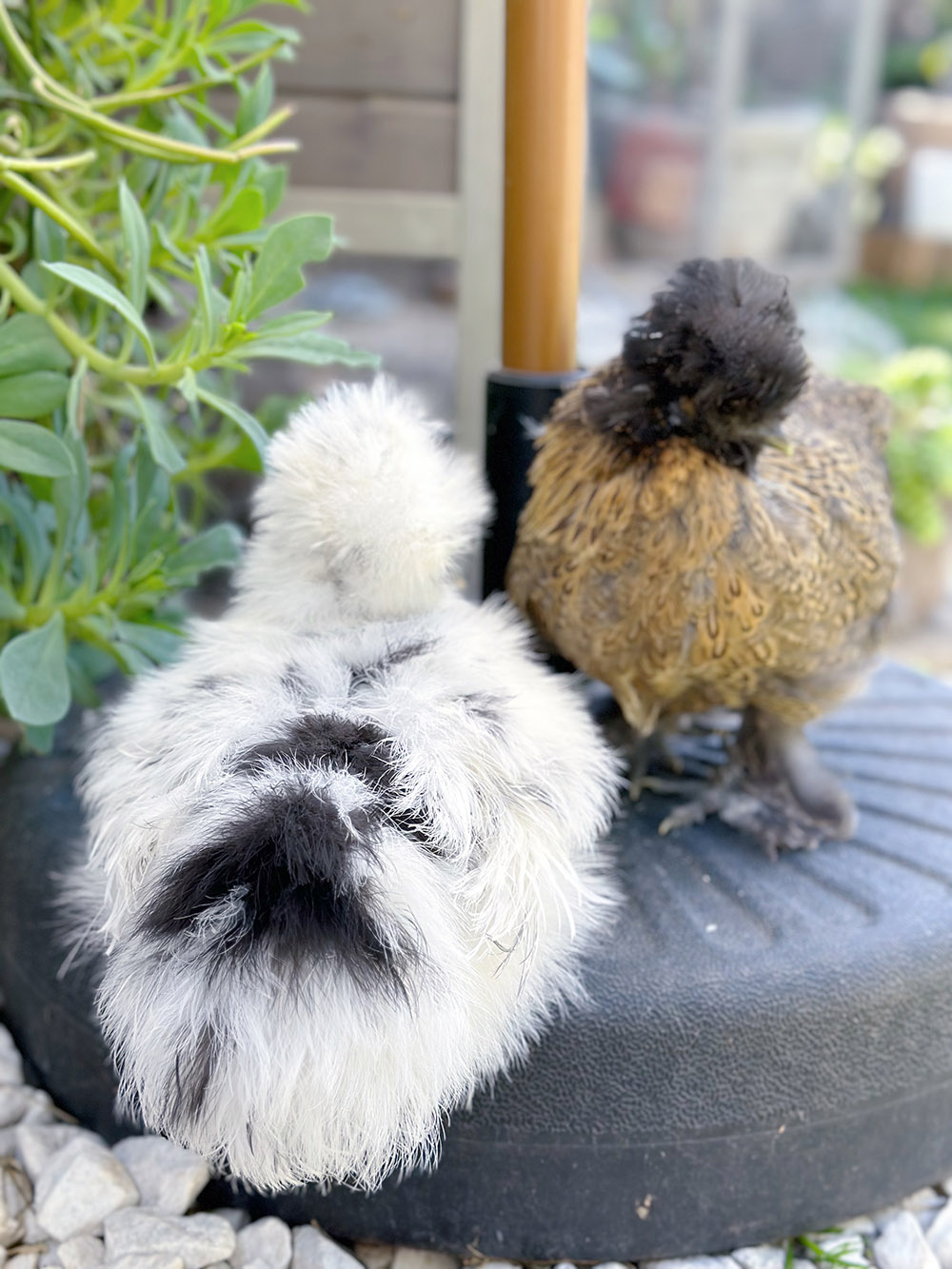 Baby silkie chickens