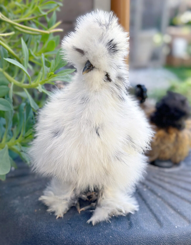 Painted silkie chick