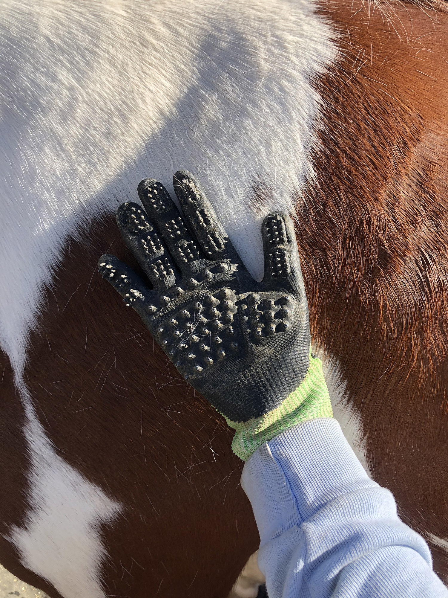 Shedding season with grooming gloves