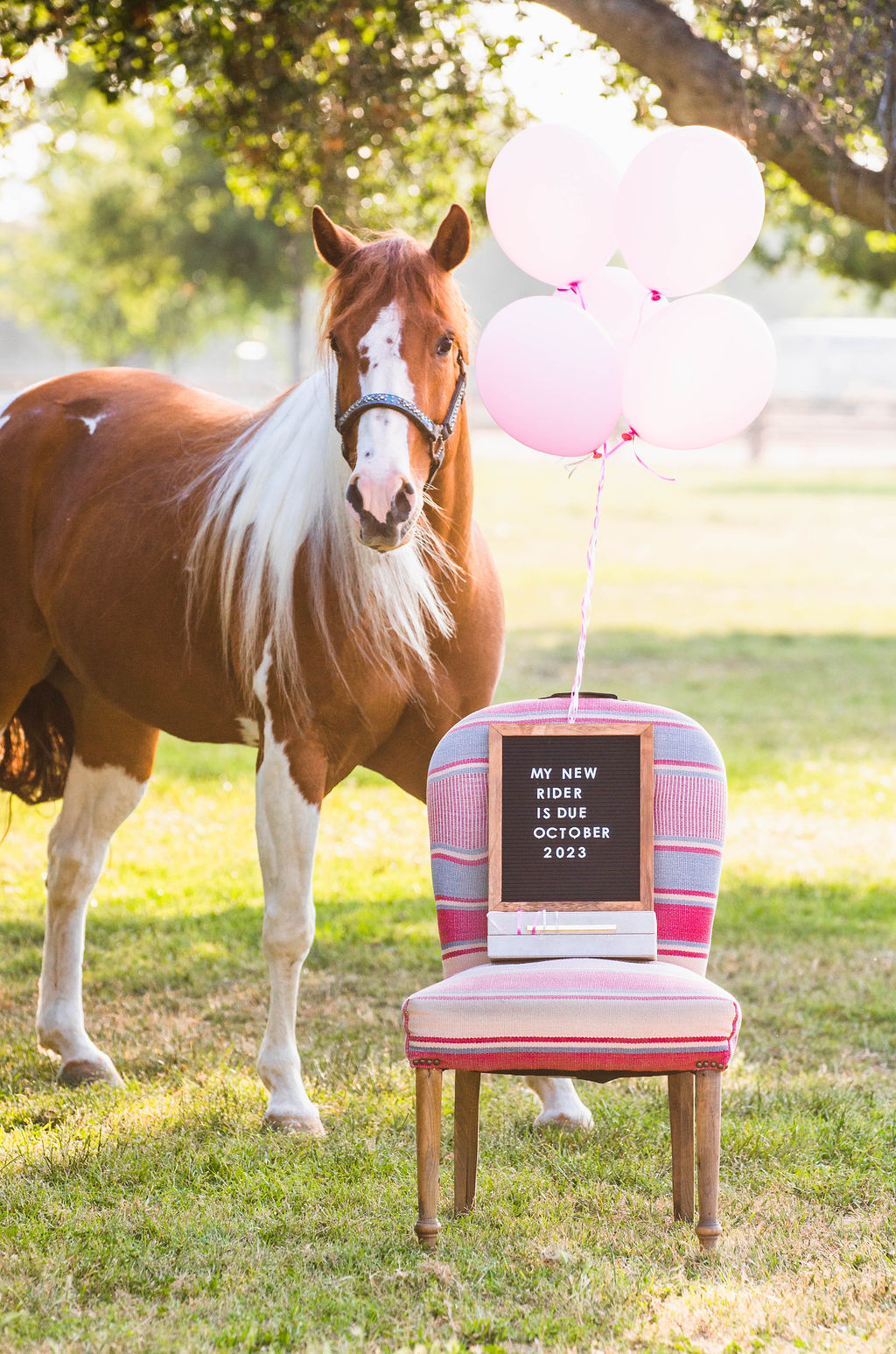 An equestrian themed photo shoot baby announcement