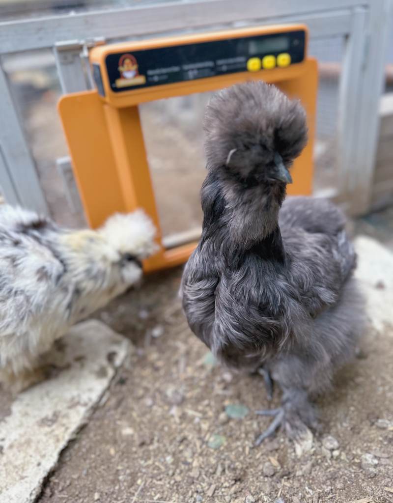 DNA tested Silkie chickens