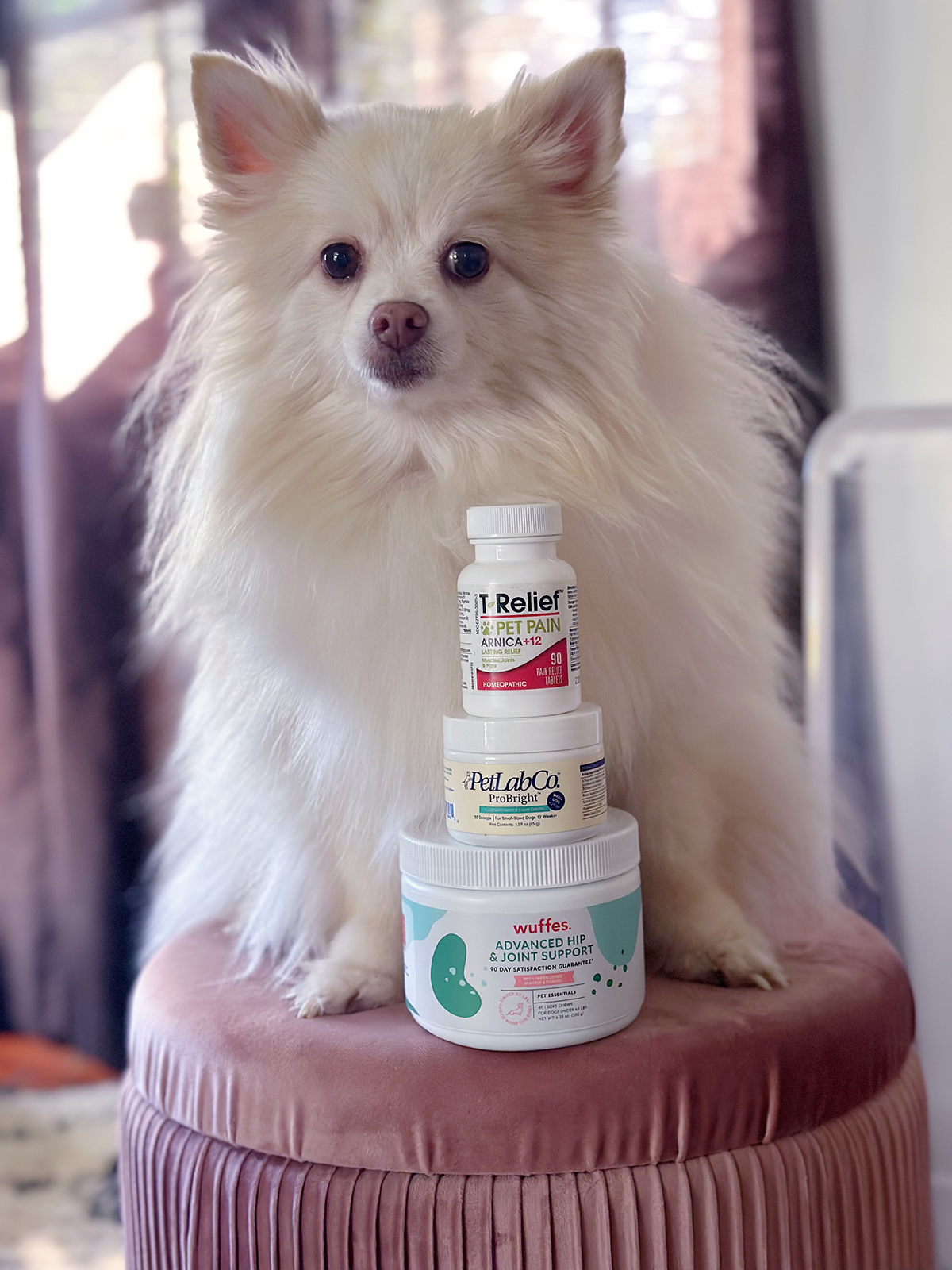 Mango the Pom and her senior supplements