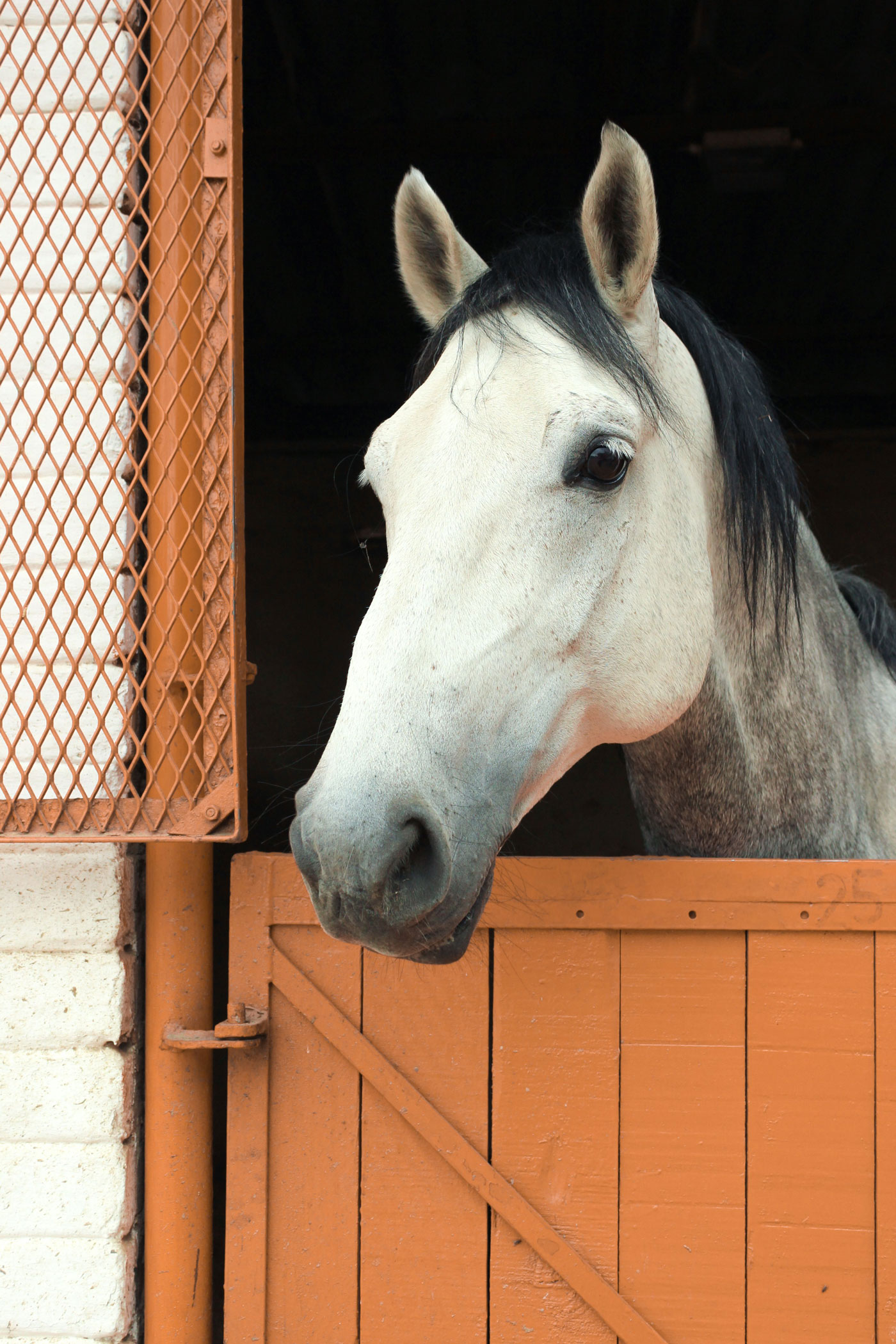 Horse in its stall